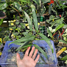 Load image into Gallery viewer, Epipremnum Amplissimum Silver Stripe, Exact Plant Ships Nationwide

