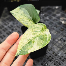 Load image into Gallery viewer, Scindapsus Jade Satin Marble Queen Variegated 2.5" pot, Fedex 2day*
