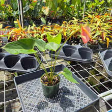 Load image into Gallery viewer, Anthurium Speckled Butterfly Shibori AFF, Exact Plant Variegated Ship Nationwide
