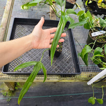 Load image into Gallery viewer, Philodendron Holtonianum, Exact Plant Ships Nationwide
