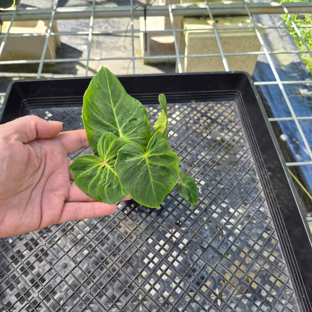 Philodendron Verrucosum Pseudoverrucosum Croat , Exact Plant Ships Nationwide