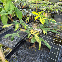 Load image into Gallery viewer, Philodendron Florida Beauty Variegated exact plant, Fedex 2day*
