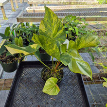 Load image into Gallery viewer, Anthurium Andraeanum White Heart, Exact Plant Variegated Ships Nationwide
