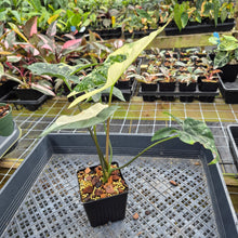 Load image into Gallery viewer, Alocasia Simpo Albo variegated exact plant, Fedex 2day*
