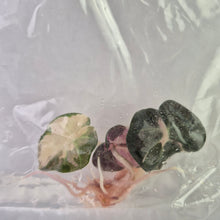 Load image into Gallery viewer, Alocasia Heart Balloon pink variegated tissue culture 2DayAir
