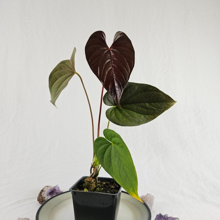 Anthurium Moodeanum, Exact Plant – Canopy Gems