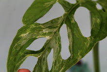 Load image into Gallery viewer, Variegated Monstera Adansonii Mint Indonesia Exact Plant Ships nationwide

