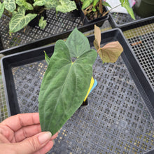 Load image into Gallery viewer, Anthurium Papillilaminum Fort Sherman X ( FS X Ralph Lynam), Exact Plant Ships Nationwide
