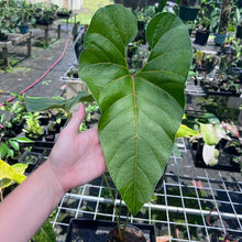 Load image into Gallery viewer, Anthurium Decipiens, Exact Plant
