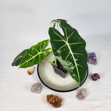 Load image into Gallery viewer, Alocasia Frydek, Exact Plant Variegated
