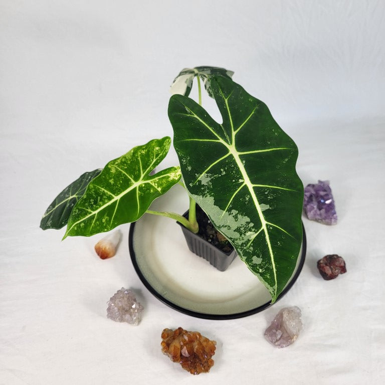 Alocasia Frydek, Exact Plant Variegated