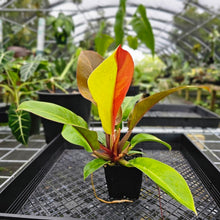 Load image into Gallery viewer, Philodendron Red Moon, Exact Plant Variegated
