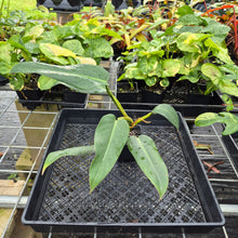 Load image into Gallery viewer, Philodendron Sagittifolium, Tuxtlanum Rubra, Exact Plant Ships Nationwide
