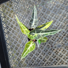 Load image into Gallery viewer, Alocasia Bambino, Exact Plant Variegated Ships Nationwide

