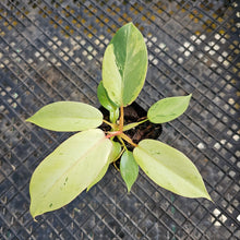 Load image into Gallery viewer, Philodendron Snowdrift, 2.5” pot, Fedex 2 day*

