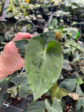 Load image into Gallery viewer, Anthurium Papillilaminum Fort Sherman X Ralph Lynam 2.5" pot, Fedex 2day*
