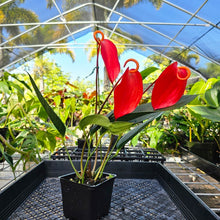 Load image into Gallery viewer, Anthurium Sherzerianum &quot;Pig Tail&quot;, Exact Plant Ships Nationwide
