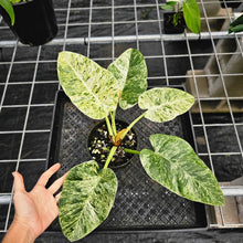 Load image into Gallery viewer, Philodendron Giganteum, Exact Plant Variegated Ships Nationwide
