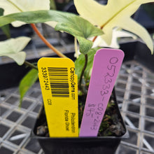Load image into Gallery viewer, Philodendron Florida Ghost, Exact Plant Ships Nationwide
