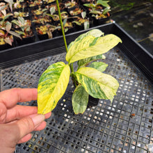 Load image into Gallery viewer, Rhaphidophora Puberula Variegated exact plant, Fedex 2day*
