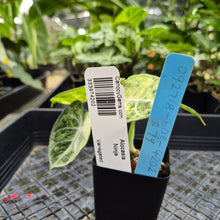 Load image into Gallery viewer, Alocasia Ninja, Exact Plant Variegated Ships Nationwide
