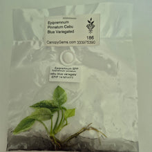 Load image into Gallery viewer, Epipremnum Pinnatum Cebu Blue Variegated tissue culture 2DayAir
