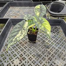 Load image into Gallery viewer, Alocasia Baginda Dragon Scale Albo Aurea Bicolor variegated exact plant, Fedex 2day*
