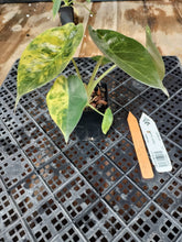 Load image into Gallery viewer, Alocasia wentii aurea, Exact Plant Ships Nationwide
