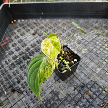 Load image into Gallery viewer, Philodendron Hederaceum Micans Aurea, Exact Plant Variegated Ships Nationwide
