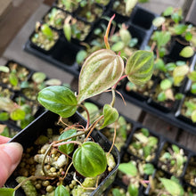 Load image into Gallery viewer, Philodendron Micans Mint Pink Variegated, 2.5” pot, Fedex 2 day*
