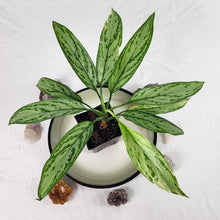 Load image into Gallery viewer, Aglaonema Ice Queen, Silver Queen, Exact Plant Variegated Ships Nationwide
