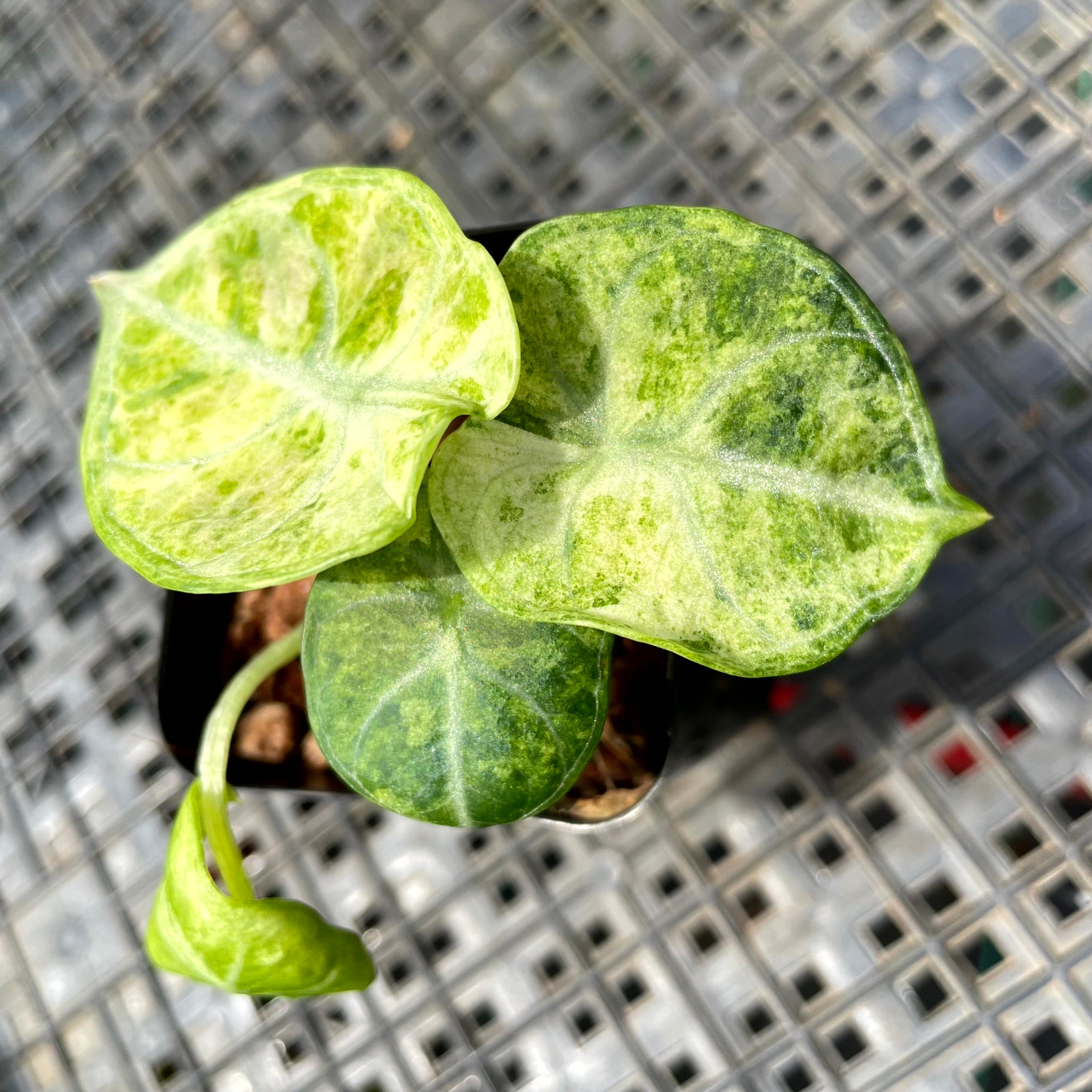 Alocasia Ninja Tricolor, Exact Plant Variegated Ships Nationwide
