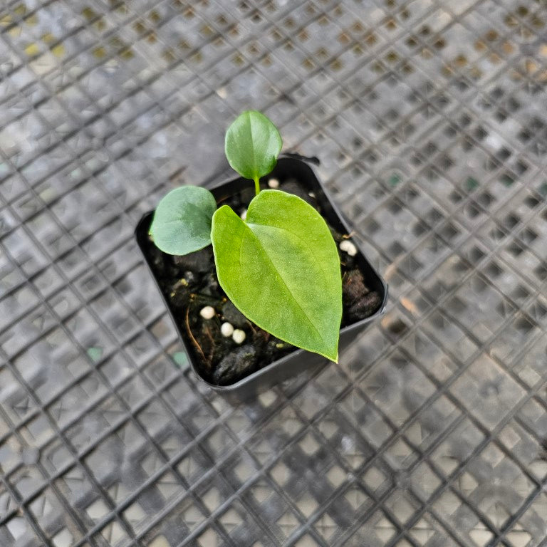 Anthurium Papillilaminum Fort Sherman x (Papilli. FS x Ralph Lynam), Exact Plant Ships Nationwide