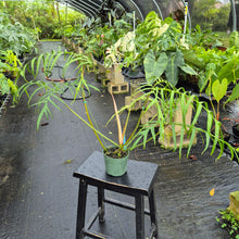 Load image into Gallery viewer, Philodendron Polypodoides, Exact Plant Ships Nationwide
