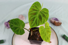 Load image into Gallery viewer, Philodendron Verrucosum Exact Plant Ships nationwide
