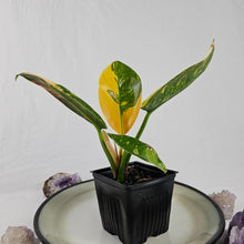 Load image into Gallery viewer, Philodendron Green Congo Nuclear, Exact Plant Variegated

