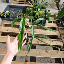 Load image into Gallery viewer, Philodendron Holtonianum, Exact Plant Ships Nationwide
