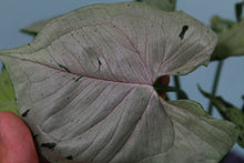 Load image into Gallery viewer, Variegated Syngonium Green Splash, exact plant, ships nationwide
