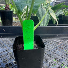Load image into Gallery viewer, Alocasia Gageana Aurea, Exact Plant Variegated
