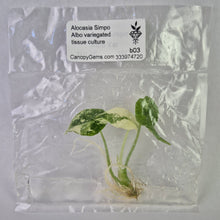Load image into Gallery viewer, Alocasia Simpo Albo variegated tissue culture 2DayAir
