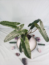 Load image into Gallery viewer, Billietiae medium, exact plant, Philodendron, ships nationwide
