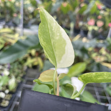 Load image into Gallery viewer, Anthurium Crystallinum Variegated exact plant, Fedex 2day*
