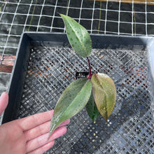 Load image into Gallery viewer, Philodendron Royal Queen 2.5" pot, Fedex 2day*
