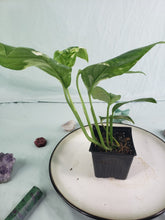 Load image into Gallery viewer, Lechleriana, exact plant, variegated Monstera, ships nationwide
