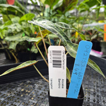 Load image into Gallery viewer, Alocasia Bambino, Exact Plant Variegated Ships Nationwide
