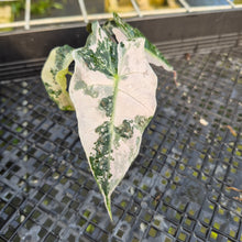 Load image into Gallery viewer, Alocasia Polly Pink variegated exact plant, Fedex 2day*
