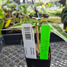 Load image into Gallery viewer, Alocasia Bambino, Exact Plant Variegated Ships Nationwide
