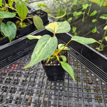 Load image into Gallery viewer, Philodendron Gloriosum Snow Leopard, variegated, Exact Plant Ships Nationwide
