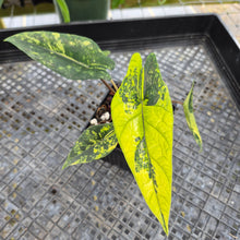 Load image into Gallery viewer, Alocasia scalprum Aurea, Exact Plant Ships Nationwide
