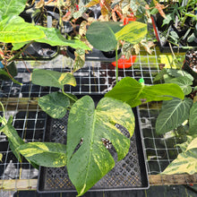 Load image into Gallery viewer, Monstera marilyn variegated, Exact Plant Ships Nationwide.
